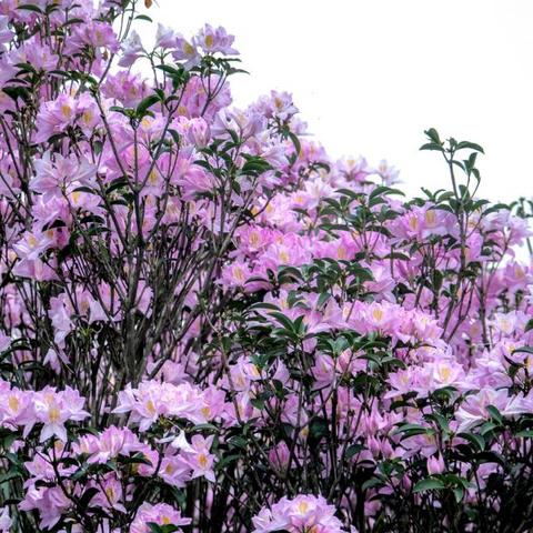 深圳本轮疫情出现一起家庭聚集性疫情〃深圳累计7例