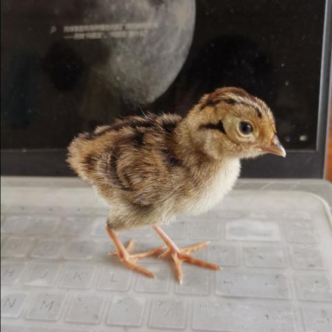 “限号2020最新限号11月	” 限号2020最新限号11月几点到几点？