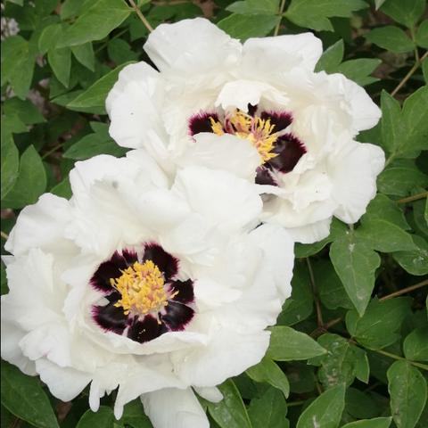 “吉林疫情最新消息	” 吉林疫情最新情况 新闻？