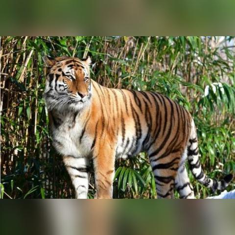 美国新冠,美国新冠疫情累计死亡