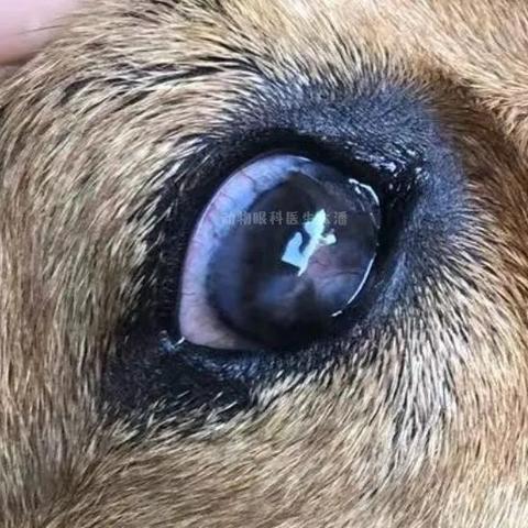 石家庄3例本土病例活动轨迹公布.石家庄3例本土病例活动轨迹公布了吗