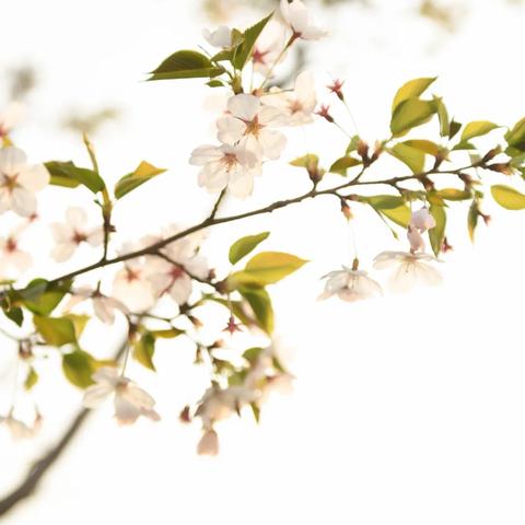 今日西安疫情︰(西安今日疫情最新消息2020年3月19日) 今日西安疫情︰(西安今日疫情最新消息2020年3月19日)