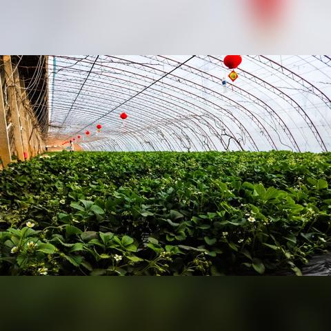 石家庄疫情最新情况.石家庄疫情最新情况